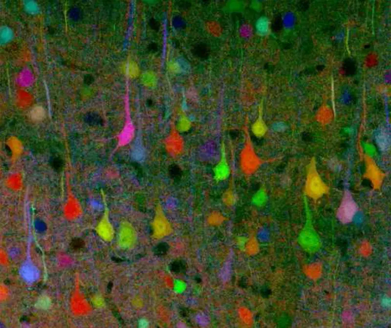 Nerve cells glowing in many different colours against a dark background