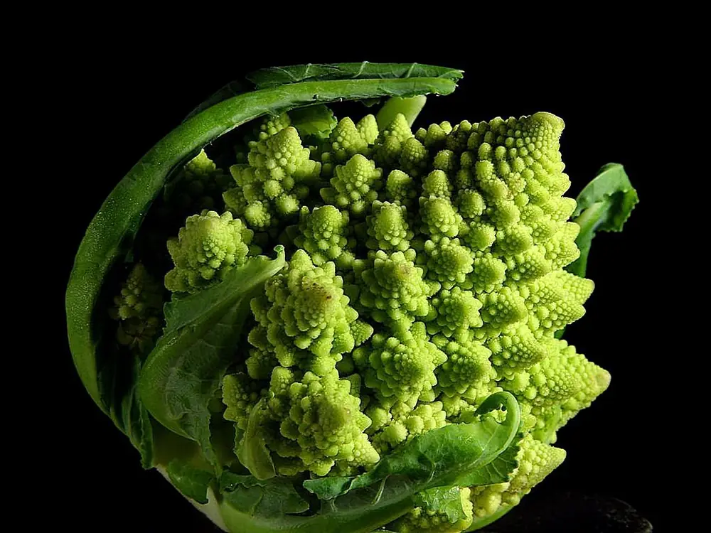 A green romanesco broccoli head made of spiralling cones that repeat at smaller scales